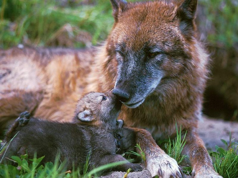 Adult wolf with young